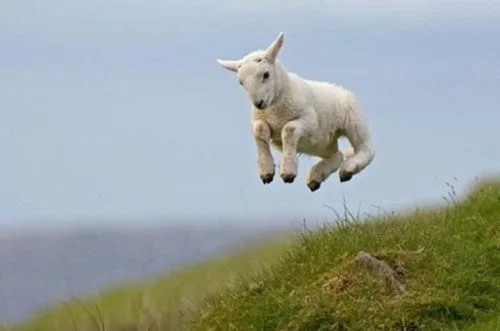 Foto: thechive.com